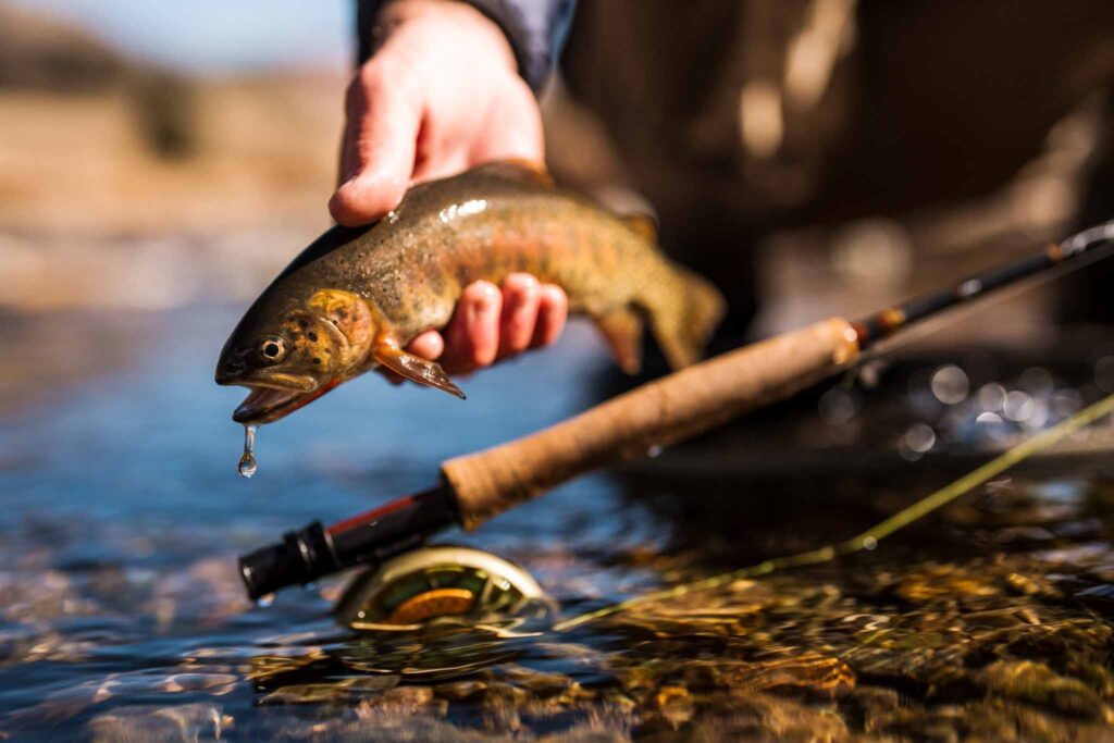 Ross Reels Colorado Legacy and Dedication to Cold Water Fisheries